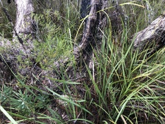 Melaleuca preissiana