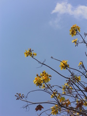 Cochlospermum religiosum
