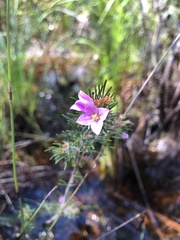 Boronia stricta