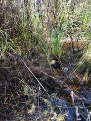 Boronia stricta