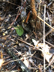 Corybas abditus