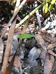 Eriochilus