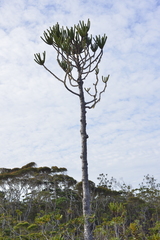 Araucaria goroensis