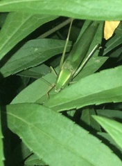 Euconocephalus varius