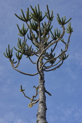 Araucaria goroensis