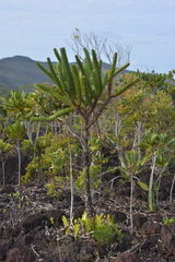 Araucaria goroensis