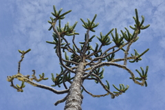Araucaria goroensis