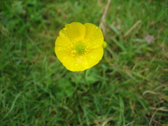 Ranunculus
