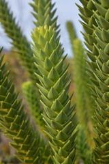 Araucaria goroensis