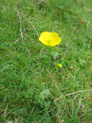 Ranunculus