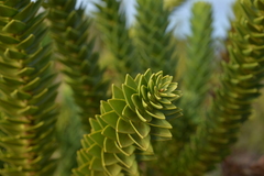 Araucaria goroensis