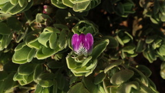 Monechma mollissimum