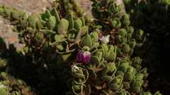 Monechma mollissimum