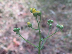 Jacobaea andrzejowskyi