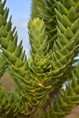 Araucaria goroensis