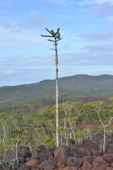 Araucaria goroensis