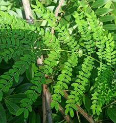 Leucaena leucocephala