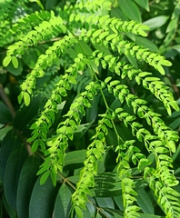 Leucaena leucocephala