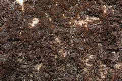 Andreaea amblyophylla