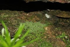 Ceramanus clatritexta