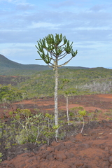 Araucaria goroensis