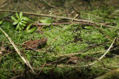 Ceramanus clatritexta