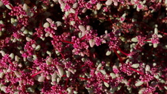 Trianthema parvifolia