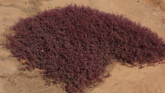 Trianthema parvifolia