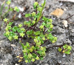 Hydrocotyle capillaris