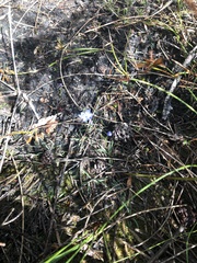 Chamaescilla corymbosa