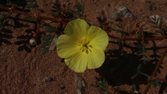 Tribulus cristatus