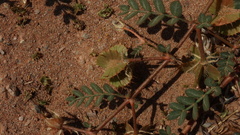 Tribulus cristatus