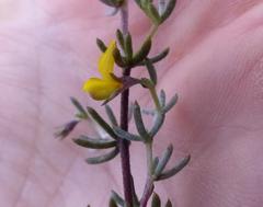 Aspalathus digitifolia