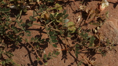 Tribulus cristatus