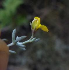 Aspalathus digitifolia