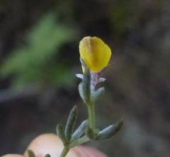 Aspalathus digitifolia