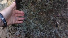 Aspalathus digitifolia