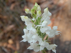 Habenaria roxburghii