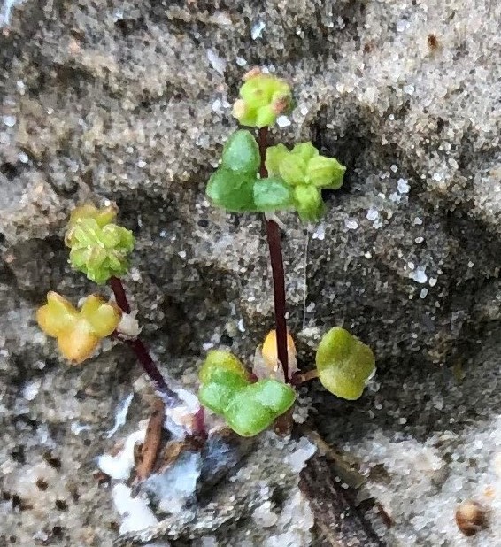 Hydrocotyle capillaris