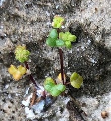 Hydrocotyle capillaris