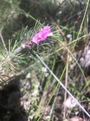 Boronia stricta