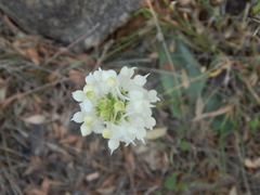 Habenaria roxburghii