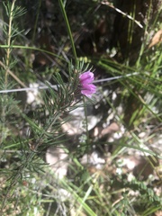 Boronia stricta