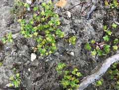 Hydrocotyle capillaris