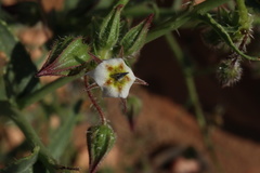 Trichodesma africanum