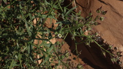 Trichodesma africanum