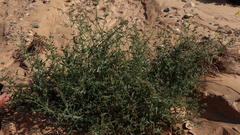 Trichodesma africanum