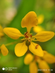 Galphimia glauca