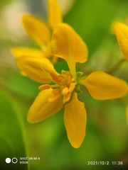 Galphimia glauca
