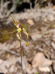 Caladenia plicata